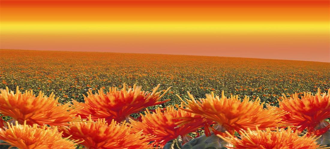 中粮塔原红花(新疆)有限公司-善融商务个人商城