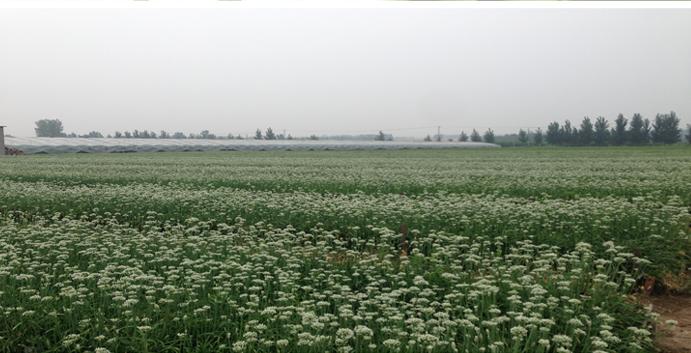 庵上湖有机韭菜潍坊精品韭菜礼盒 1kg,善融商