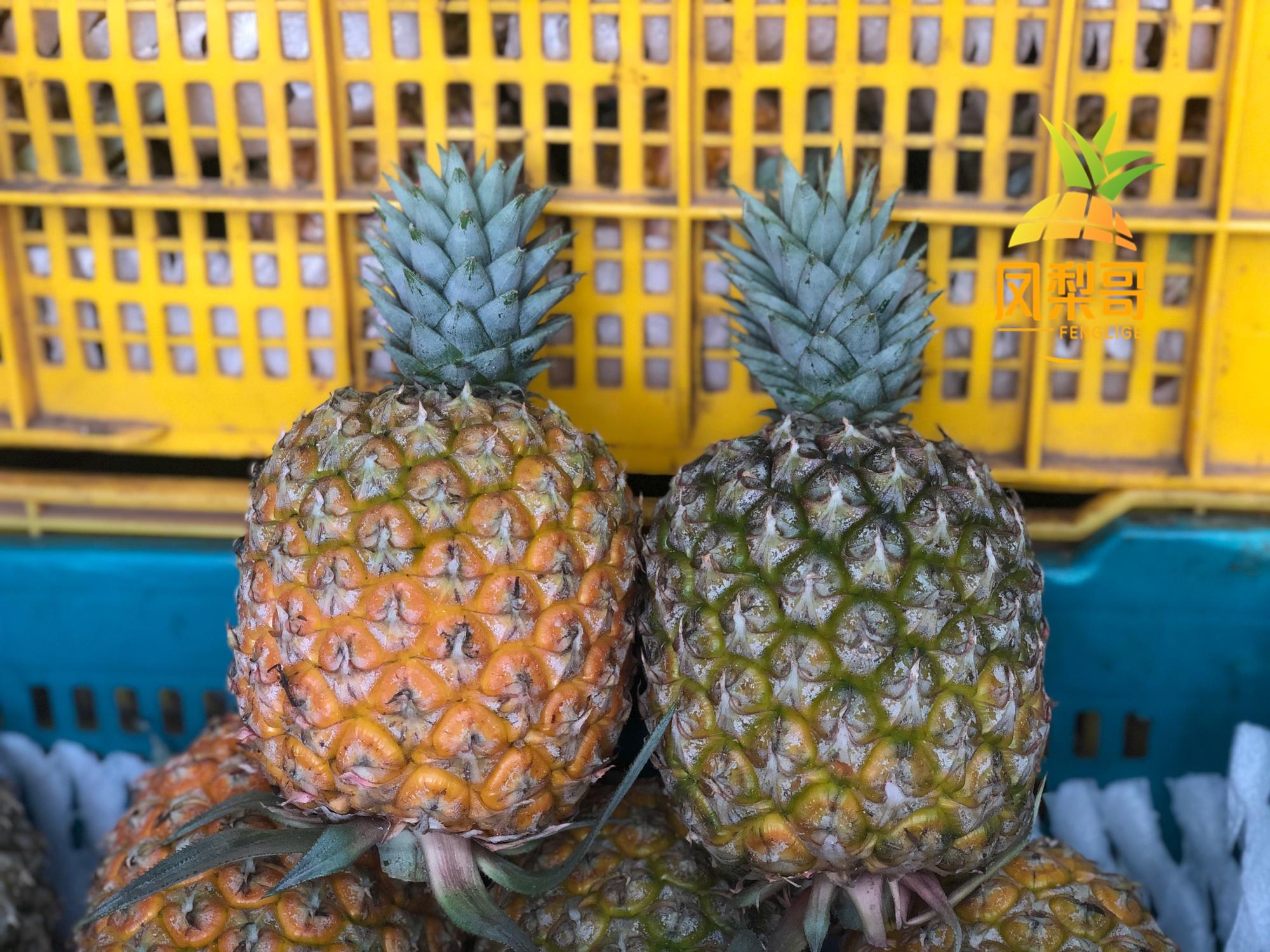 海南树上熟 芒果凤梨 2个装约4.5斤