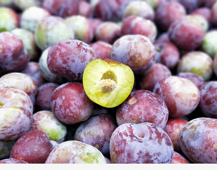 惠佳 四川宜宾脆红李 带箱5斤装中果装约125个左右,善融商务个人商城