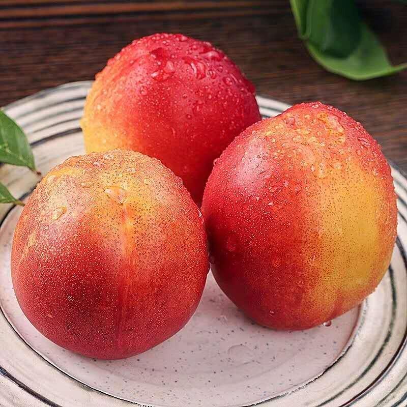 山东沂蒙山现摘红油桃中油5斤装 非水蜜桃