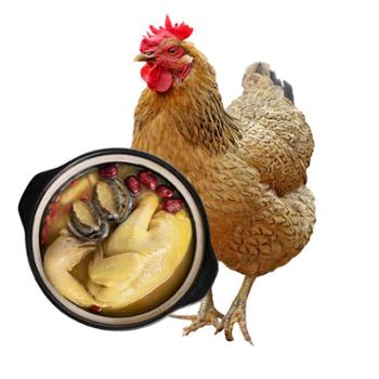 百食轩&nbsp;大别山散养黄油&nbsp;老母鸡&nbsp;2只（单只2斤以上）